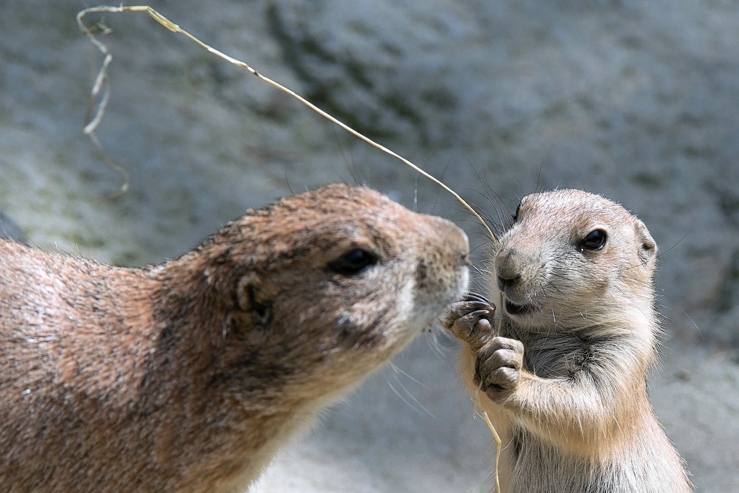 A prairie dog offspring and a parent play in their enclosure at the zoo in Hanover, Germany